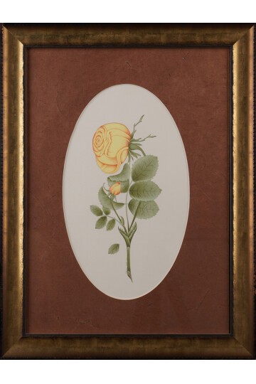 Sarı Gül Oval Tablo